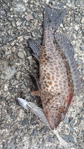 オオモンハタの釣果