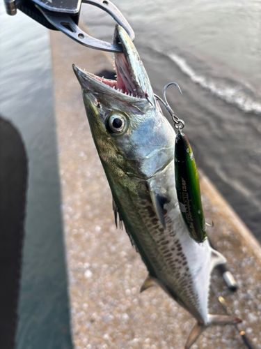 サゴシの釣果