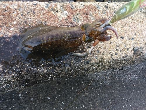 倉橋島