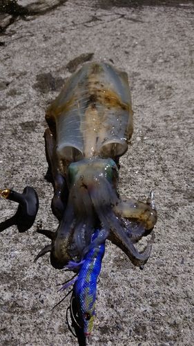 アオリイカの釣果