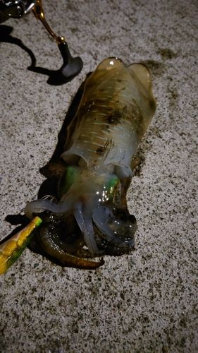 桂浜