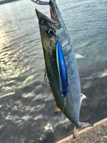 サゴシの釣果