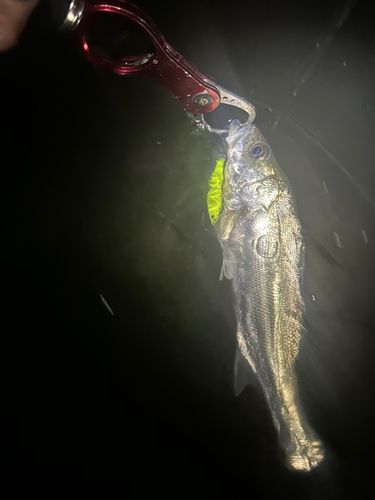 肝属川