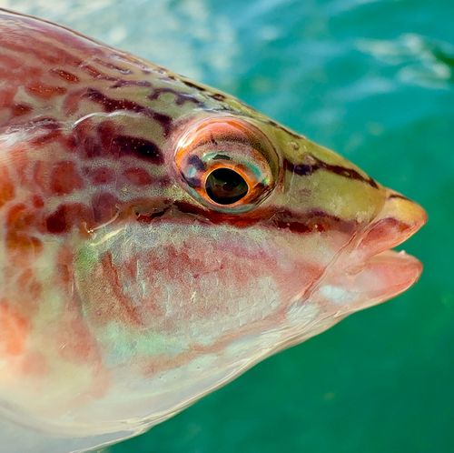 ホシササノハベラの釣果