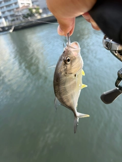 メッキの釣果
