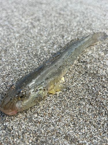 ハゼの釣果