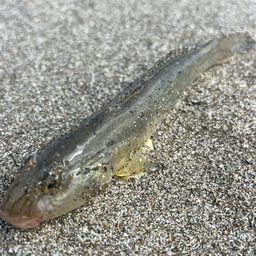 ハゼ