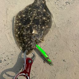 ヒラメ