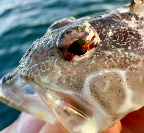 アサヒアナハゼの釣果