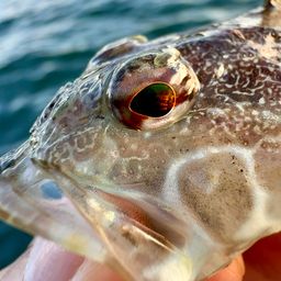 アサヒアナハゼ