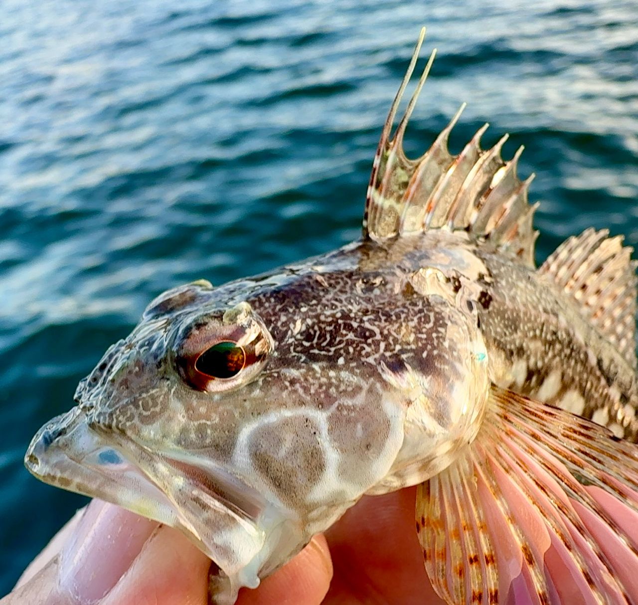 アサヒアナハゼ