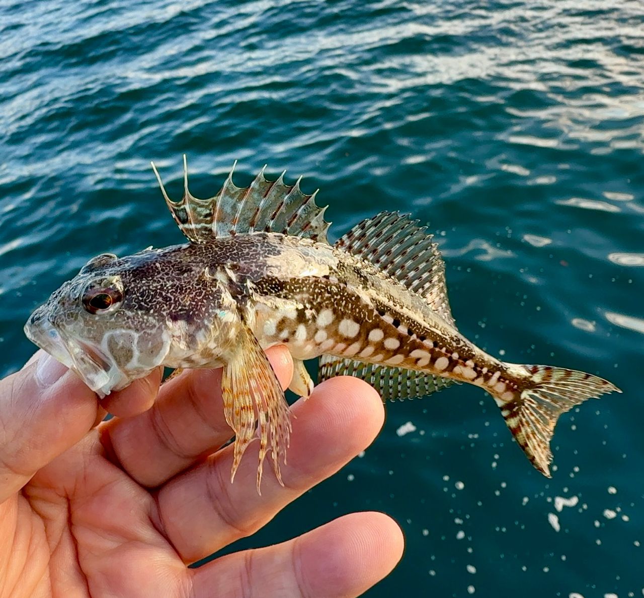 アサヒアナハゼ