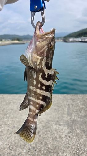 手結港