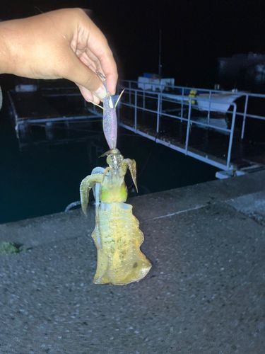 贄湾