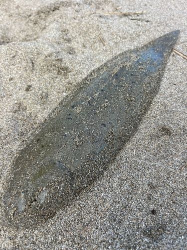 シタビラメの釣果