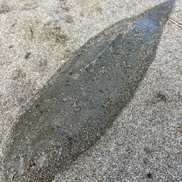 シタビラメ