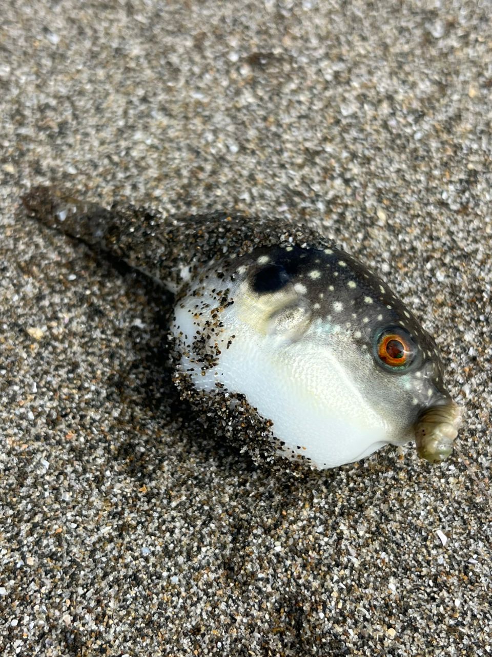 シタビラメ