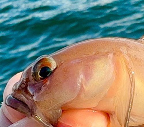 リュウグウハゼの釣果