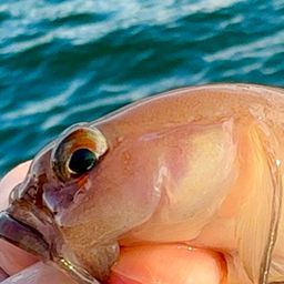 リュウグウハゼ