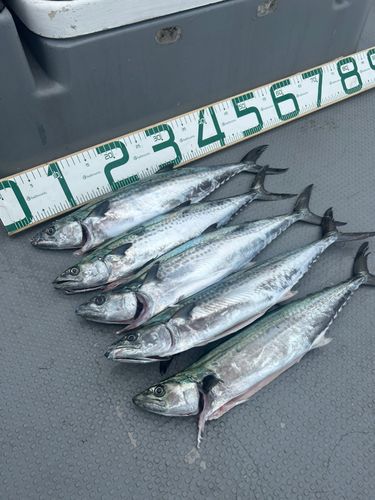 サゴシの釣果