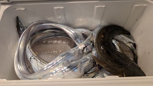 タチウオの釣果