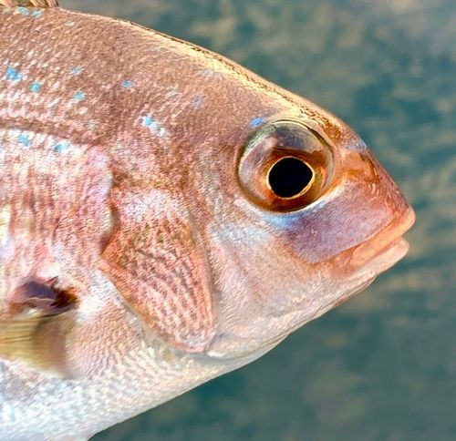 チャリコの釣果