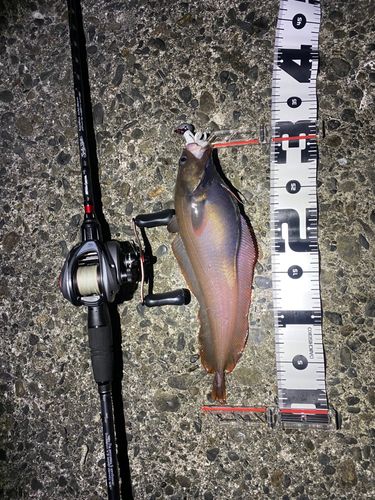 チゴダラの釣果