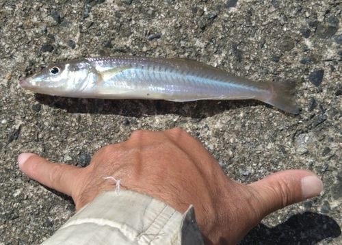 キスの釣果
