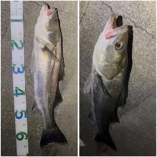スズキの釣果
