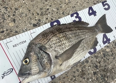 クロダイの釣果