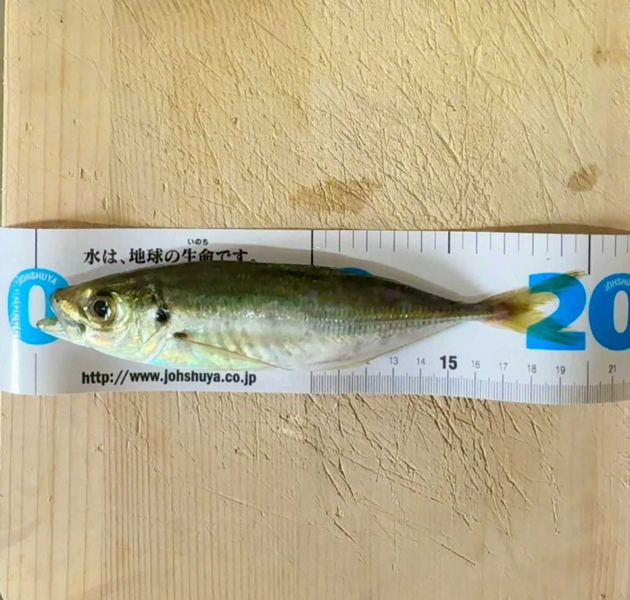 アジ