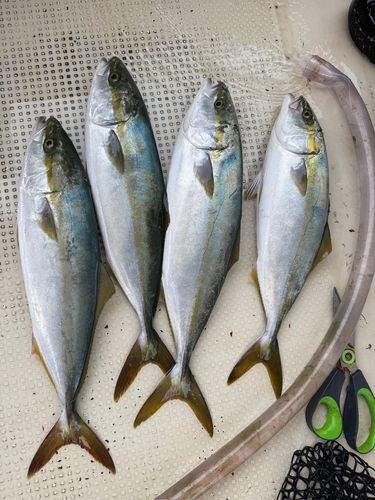 播磨灘