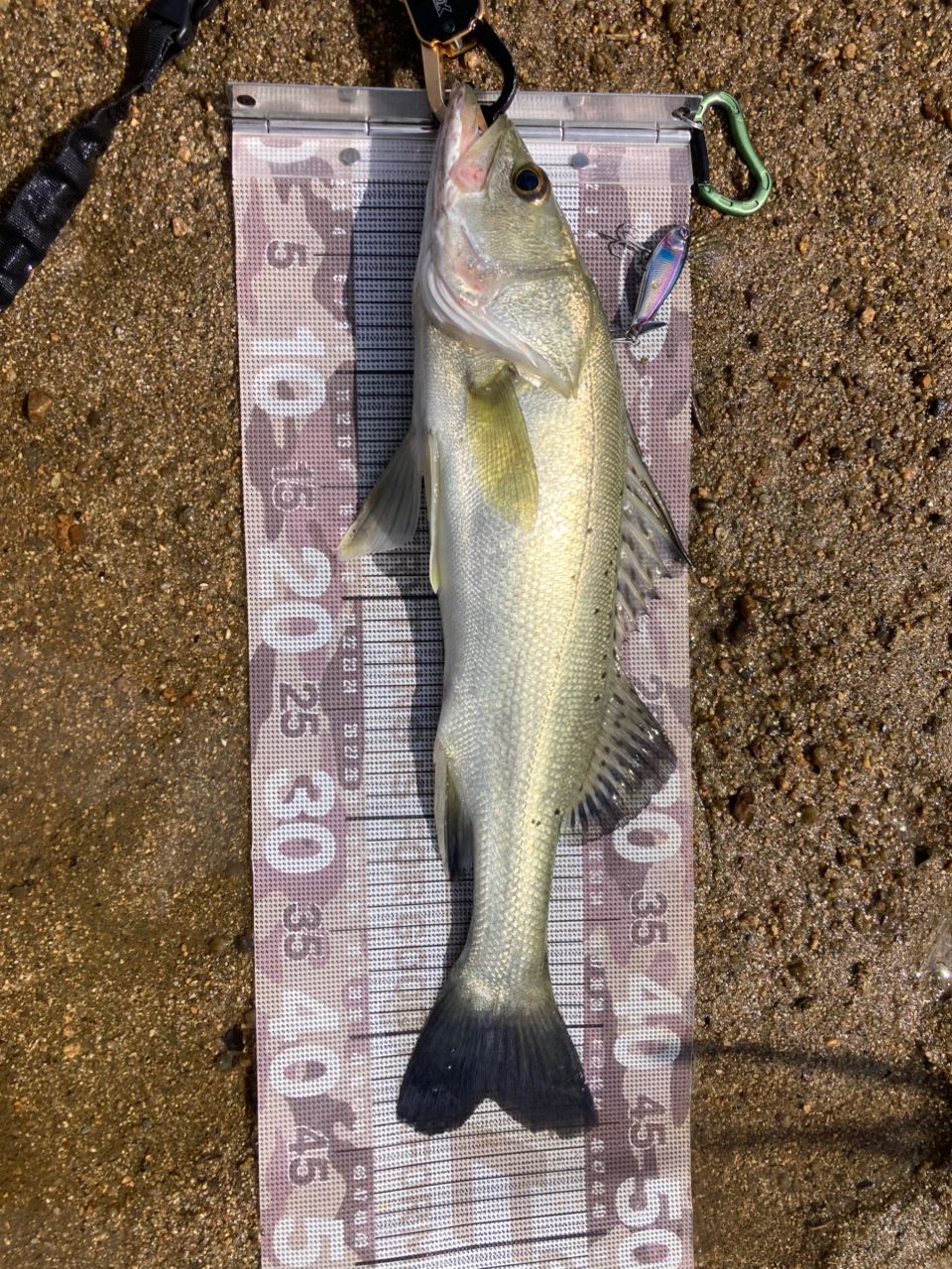 ダイワ 　22 シルバーウルフ AIR 76MLB-S DAIWA 22シルバーウルフ MX 76MLB-Sの最安値・インプレ・釣果