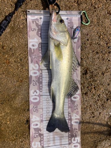 セイゴ（タイリクスズキ）の釣果