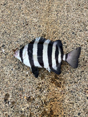 イシダイの釣果
