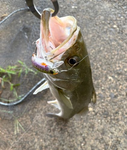 フッコ（マルスズキ）の釣果