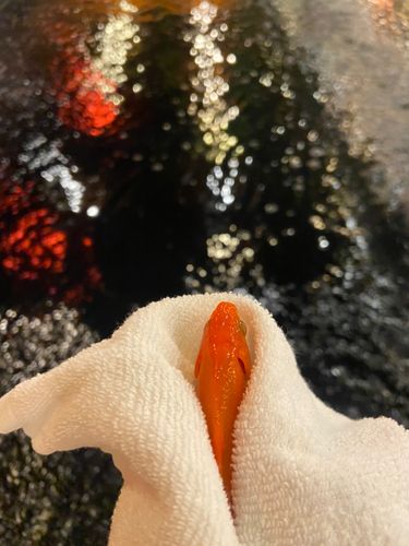 キンギョの釣果