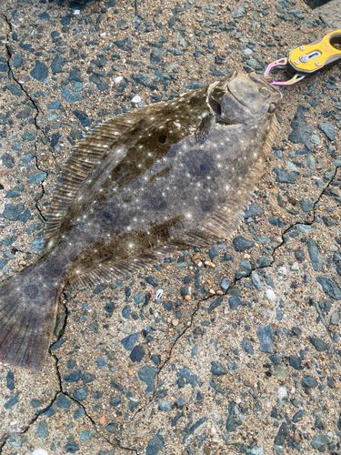ヒラメの釣果