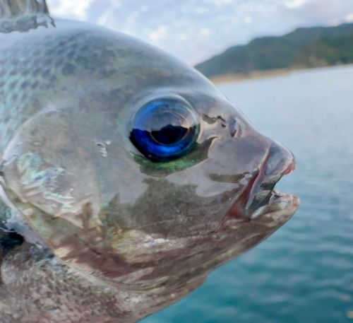 メジナの釣果