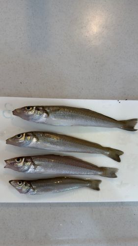 シロギスの釣果