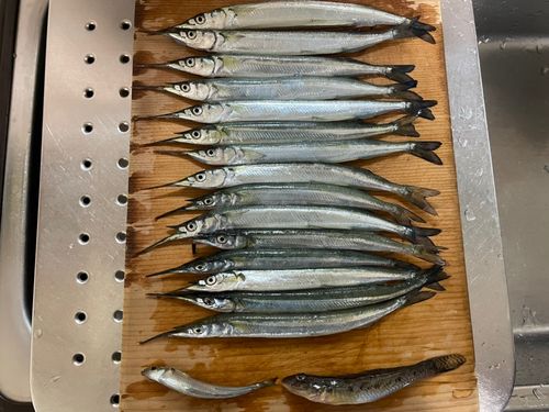 サヨリの釣果