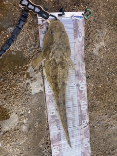 マゴチの釣果