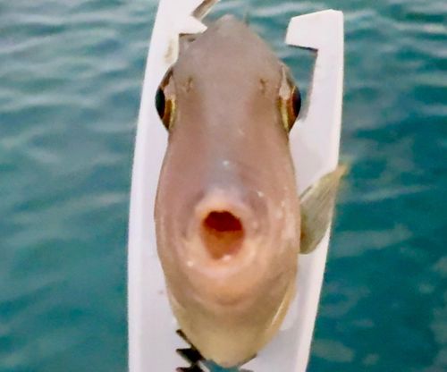 カワハギの釣果