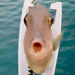 カワハギ