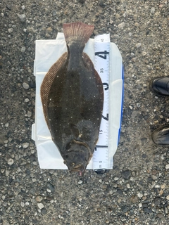 ヒラメの釣果