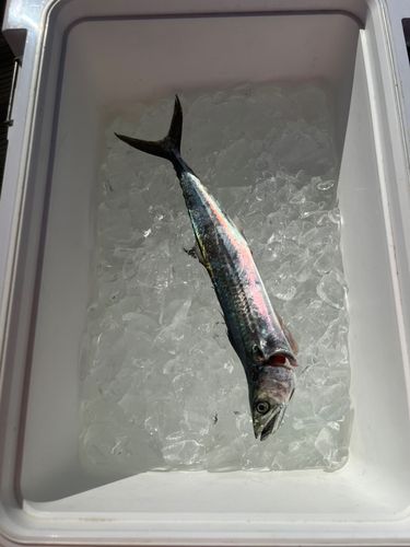 唐津湾