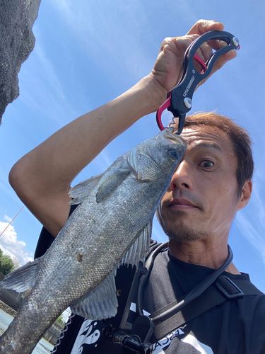 スズキの釣果