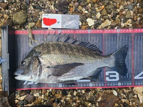 チヌの釣果
