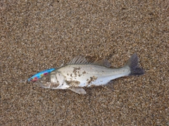 セイゴ（マルスズキ）の釣果