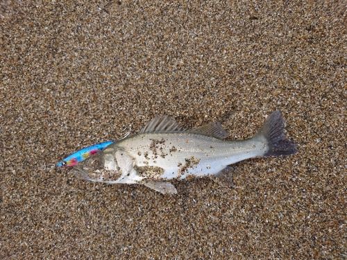 セイゴ（マルスズキ）の釣果